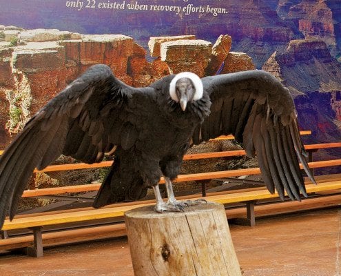 Confor Encounter Live Bird Show Grand Canyon