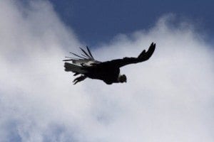 Condor bird