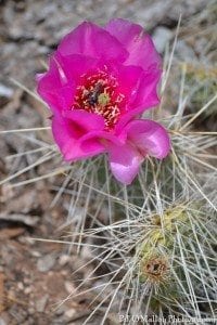 Prickly Pear Cactus Bloom Grand Canyon South Rim