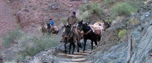 Grand Canyon Horse riding Mule Tours