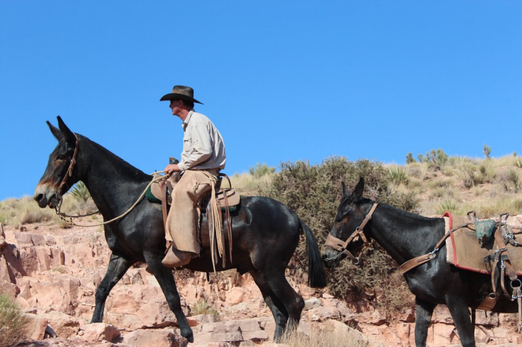  Hest På Kiabab Trail Grand Canyon