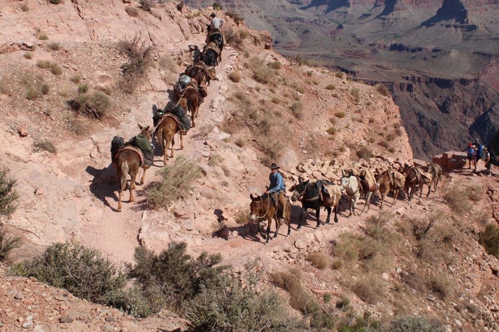  Mules sur Kiabab Trail Grand Canyon 