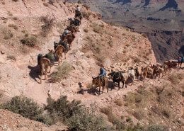 Mules on Kiabab Trail Grand Canyon