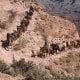 Mules on Kiabab Trail Grand Canyon