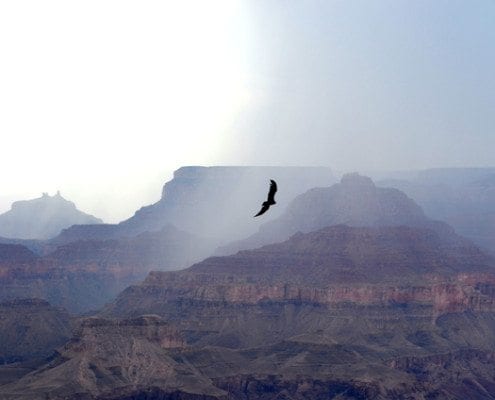 Grand Canyon Bird