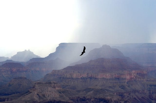 Grand Canyon Bird