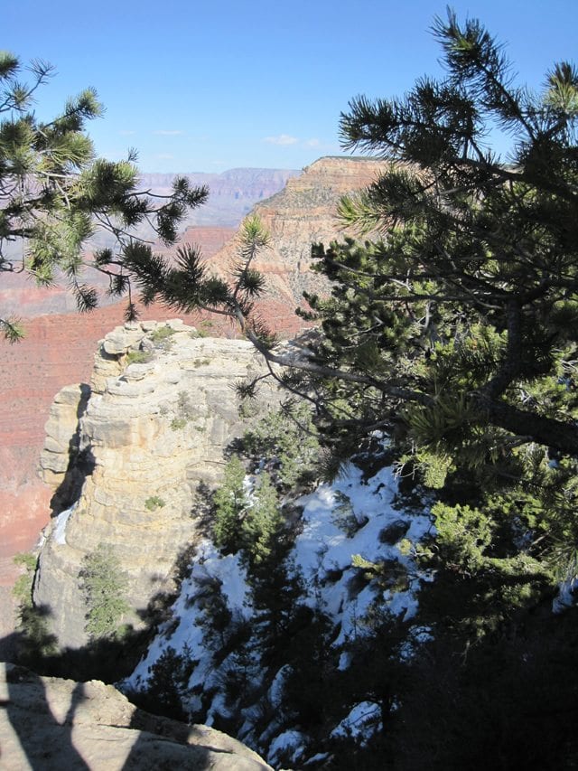 Grand Canyon Trees