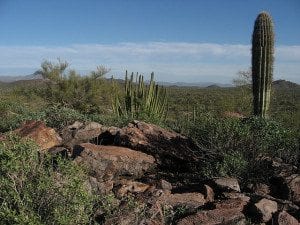 Organ Pipe Cactus National Monument