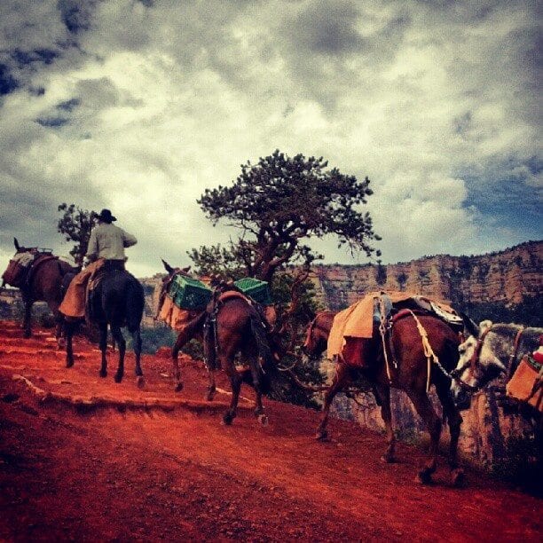 Grand Canyon Horses and Mules