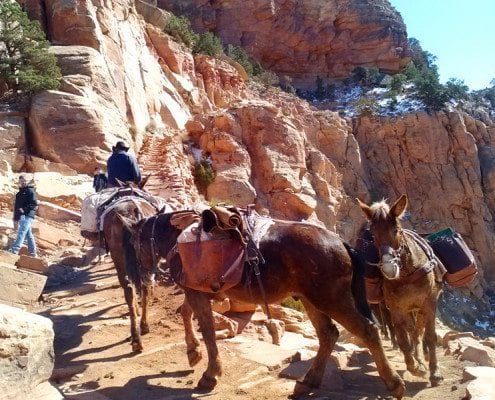 Grand Canyon Mule Trail