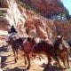 Grand Canyon Mule Trail