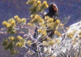 California Condor bird
