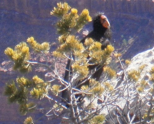 California Condor bird