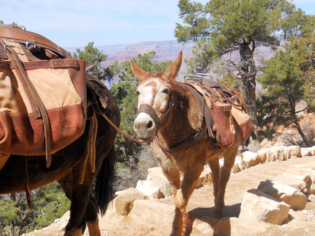 Make Way for the Mule Trail