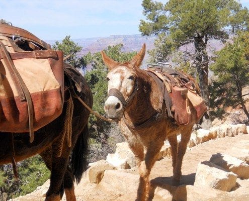 Pack Mules are the Backbone of Travel throughout the Grand Canyon