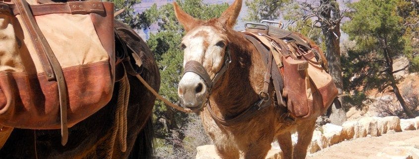Pack Mules are the Backbone of Travel throughout the Grand Canyon