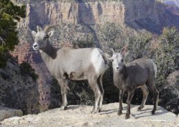 Grand Canyon Goat Sheep
