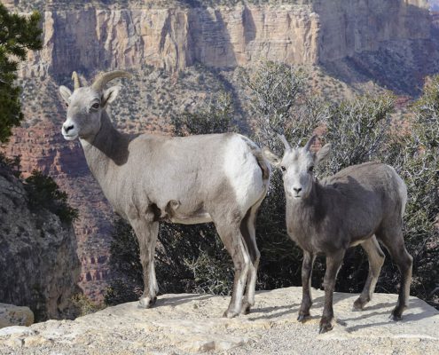 Grand Canyon Goat Sheep