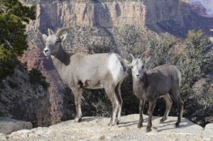 Grand Canyon Wildlife